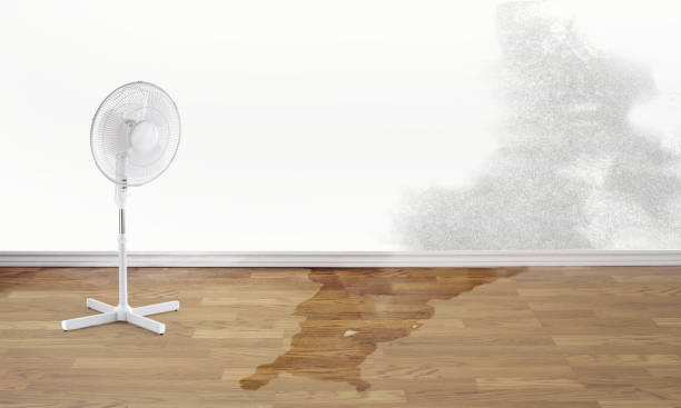 Best Water damage restoration specialists  in Rose Hill, NC